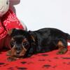 Playful Yorkie puppies (612) 459-4691