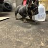 French bulldog pups for sale