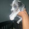 Hybrid dachshund/lhasa apso puppies for sale