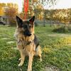 German Shepherd - Free