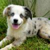 Toy Australian Shepherd 