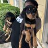 Rottweiler Bernese Mountain mix puppies 