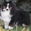 AKC sheltie female Tri-Color