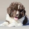 Akc Newfoundland puppies