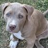 Pitbull puppies