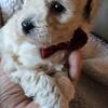Toy Poodle  puppies  for sale 