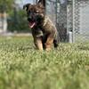 Belgian Malinois Puppies!!!