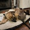 German Shepard/ Belgian Malinois puppies for adoption fee 