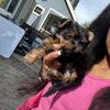Yorkie 