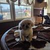 Male pekingese puppy