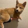 Shiba Inu purebred puppies (4)