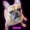 Frenchie puppy akc available ready now ohio