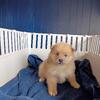 Pomeranian puppies 3 males left ready for Christmas