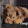 New Shade Rojo Fluffy Frenchie, Killer DNA
