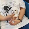 Show Quality And Healthy Female Maltese Puppy For Sell