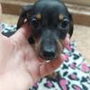 Miniature Dachshunds Puppy