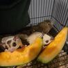 Sugar gliders