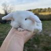 All white Holland Lop Buck 
