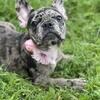 French bulldog