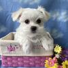 akc maltese puppies. Raised in my home!