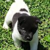 Major - A Handsome Purebred Male Akita Pup Looking for a Loving Home