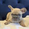 Champion Bloodline AKC French Bulldog Puppies 