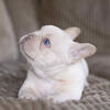 Akc registered French bulldog"Frenchie "
