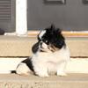 Pekingese puppie 