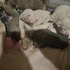 AKC Doberman Puppies, White, Blue & Fawn