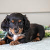 Stunning Long Hair Dapple CKC Mini Dachshunds