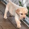 Labrador retrievers