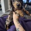 Dapple male dachshund 