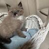 RAGDOLL KITTENS