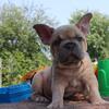French Bulldog Male Puppy 6 weeks old rehoming 