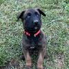 Belgian Malinois puppies 