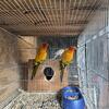 Sun conures 
