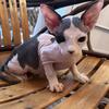 Sphynx BiColor Boy READY 