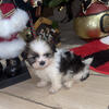 Puppies shihtzu