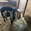 Nigerian Dwarf Goat Buck Registered / Polled