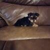 Mini yorkies