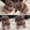 Pomeranian puppies
