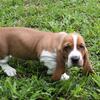 Basset Hound