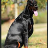 European imported Doberman puppies