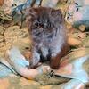 CFA Blue Smoke Persian Kitten Female