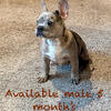 Red Merle male Frenchie 5 months