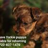 Yorkie puppys