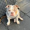 Tri merial/American bully/ bull dog (boy) 
