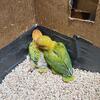 Lovebird Opaline OP agapornis