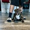 Pocket American Bully looking for a new Home