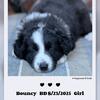 Looking for Loving Homes for Our Border Collie Puppies